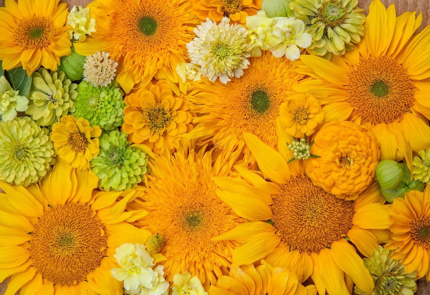 Rows of flowers growing at Bloomin' Dingo Farms